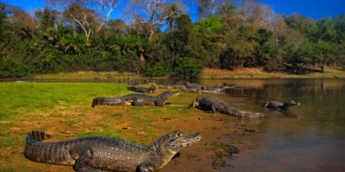 Caiman, Yacare Caiman, crocodiles in the river surface, evening with blue sky, animals in the nature habitat. Pantanal, Brazil